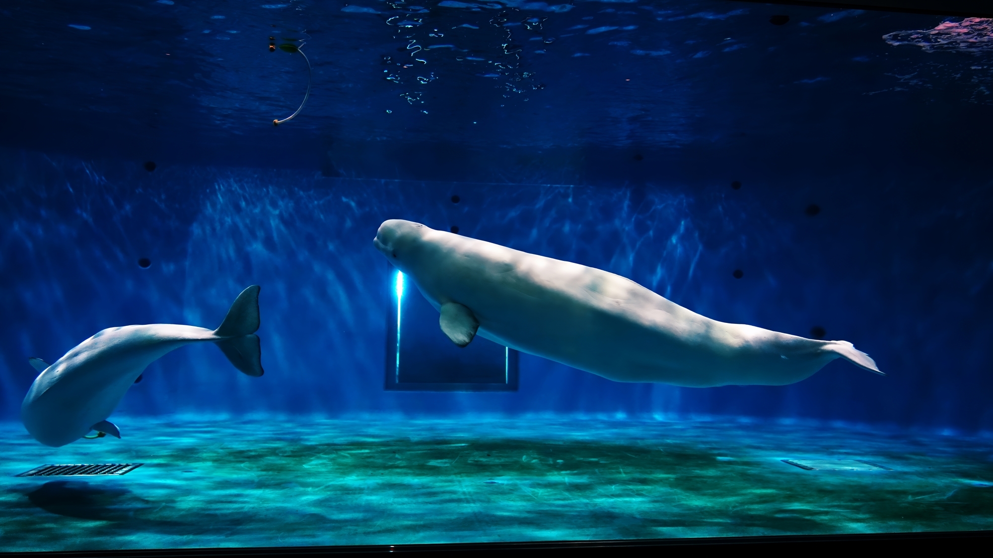 鳥羽水族館のイメージ