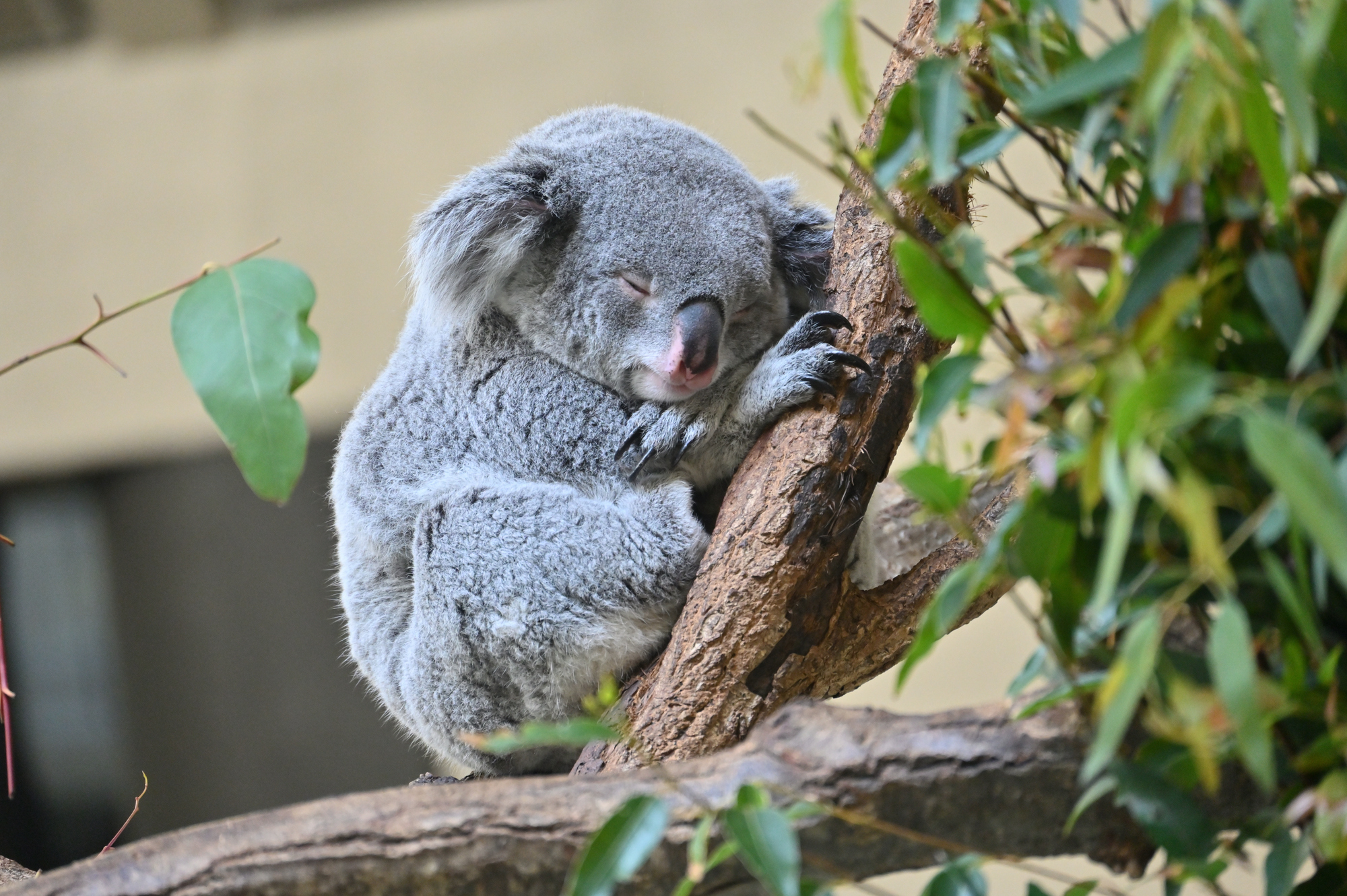 イメージ　コアラ