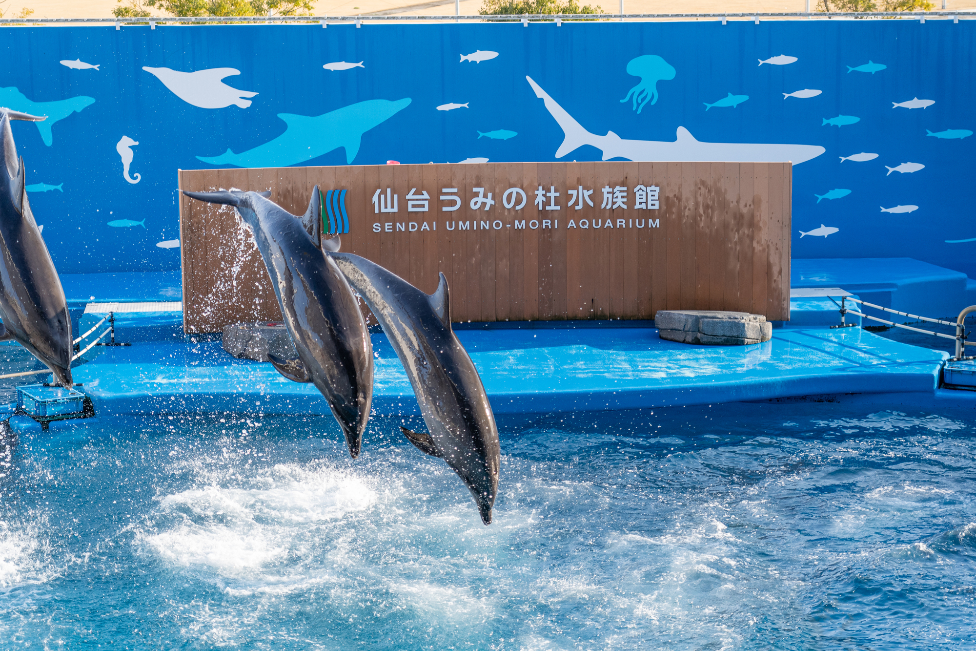 イメージ　仙台うみの杜水族館