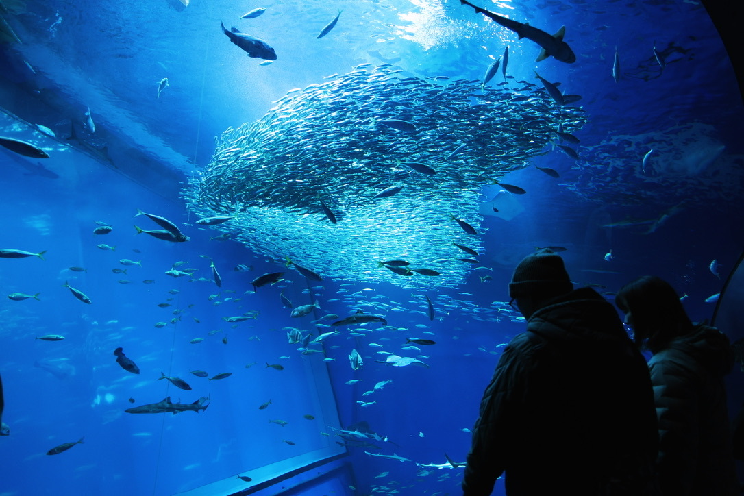 アクアワールド茨城県大洗水族館 イワシの群れのイメージ アクアワールド茨城県大洗水族館 イワシの群れのイメージ