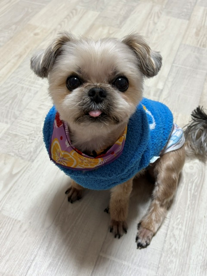 Amiさん愛犬 イメージ Amiさん愛犬 イメージ